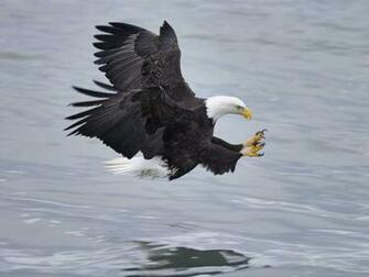 Best Top Desktop Eagle Wallpaper HD Pictures Image