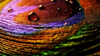Peacock Feather Desktop Wallpaper Live HD Hq Pictures