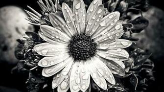 Cape Basket Flower Close Up Black White Wallpaper Stream