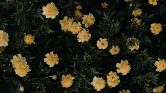 Radiant Yellow Aesthetic Flower Desktop Wallpaper
