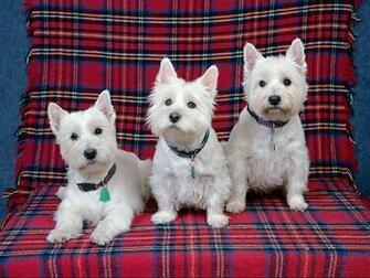Dogs Westies