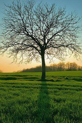 Leafless Tree iPhone Wallpaper HD