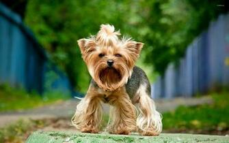 Yorkshire Terrier Wallpaper Animal