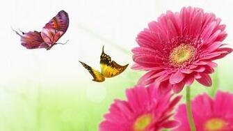 Collection Pink Gerber Daisy Background Famous Img