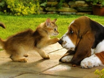 Kittens Puppies Teddybear64 Wallpaper