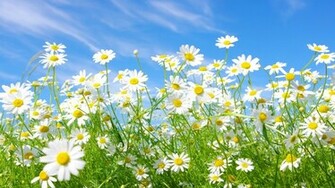 Daisy Flower HD Wallpaper Background