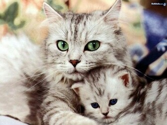 So Freakin Cute Cats Wallpaper
