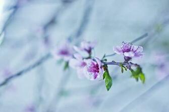 Wallpaper Spring Peach Branch Pink Green Nature