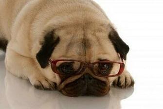 Pug Dog Desktop HD Walpapers Photos