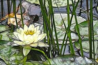 Flowers Monet Style Waterlily And Poppies