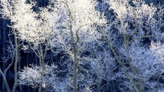 Incredible Nature Full HDtv Wallpaper