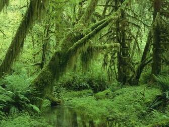 Hoh Rainforest Olympic National Park Washington