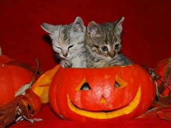 Home Holidays Halloween Cute Desktop Wallpaper