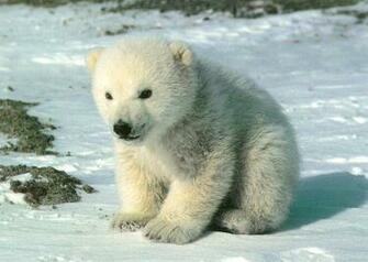 Animal Wallpaper White Bear Desktop