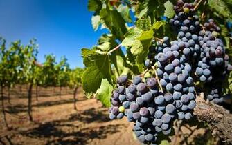 Wallpaper Vineyard Desktop Background