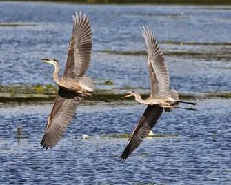 Great Blue Heron Photos Wallpaper The Fun Bank