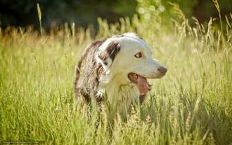 Wallpaper Dog Field Summer Desktop In The