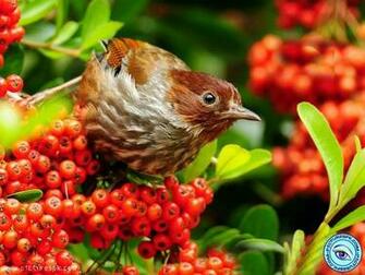 Spring Bird Picture Wallpaper In Resolution