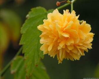 Desktop Wallpaper Flowers Background Bright Yellow Flower