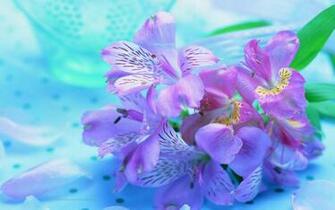 Beautiful Wallpaper For Desktop Purple Flowers HD
