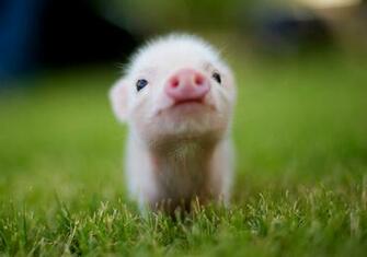 Cute Animal Desktop Background Image