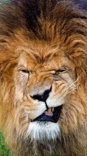 Lion Grin iPhone Wallpaper