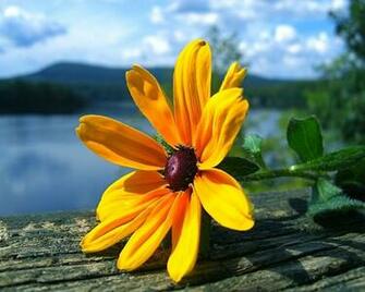 Beach And Yellow Flower Wallpaper My Hub