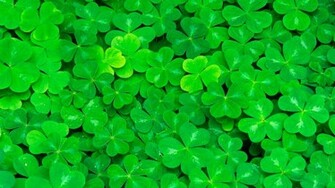 Earth Clover Wallpaper