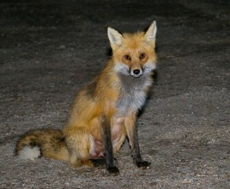 Red Fox Wallpaper