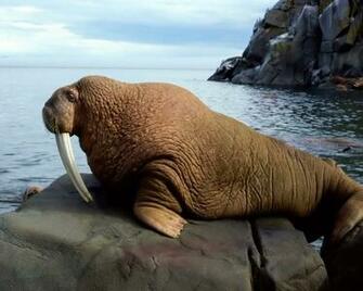 Qq Wallpaper Animal Walrus