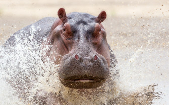 Hippopotamus Wallpaper