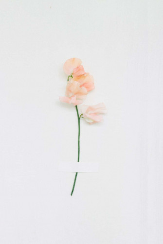Minimalist Flower Wallpaper