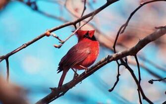 HD Cardinal Bird Wallpaper HDwallsource