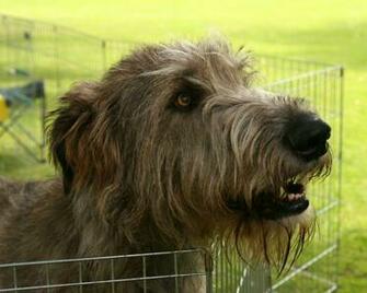 Irish Wolfhound Wallpaper