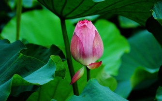 Lotus Wallpaper