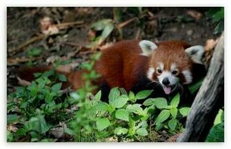Red Panda HD Wallpaper For Wide Widescreen Whxga Wqxga Wuxga