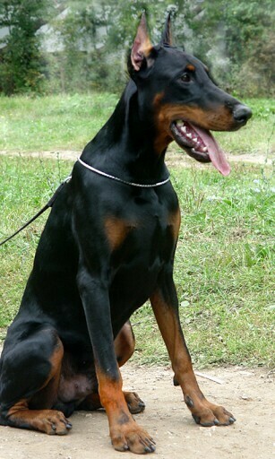 Bigger Doberman Pinscher Wallpaper For Android Screenshot