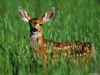 Wild Animals Wallpaper Desktop Online