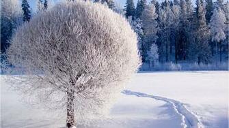 Snowy Scene Wallpaper