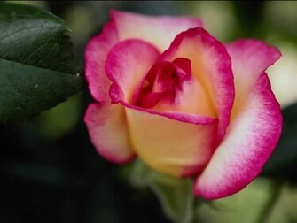 Rose Flower Wallpaper Beautiful Roses
