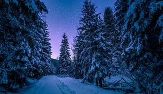 Night Forest Wallpaper HD