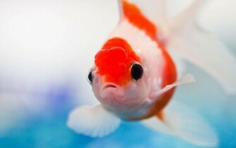Fish Wallpaper HD Pictures One Background