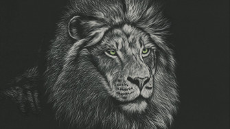 Top Lion Head Wallpaper Full HD 4k To Use