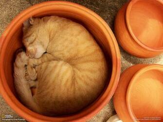 Sleepy Kittens HD Wallpaper Design Hey Creative