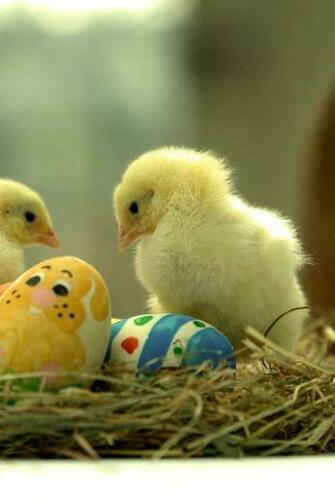 Easter Chicks Chickens Nest Baby Birds Wallpaper Allwallpaper