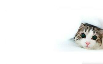 Penthouse Pet Wallpaper