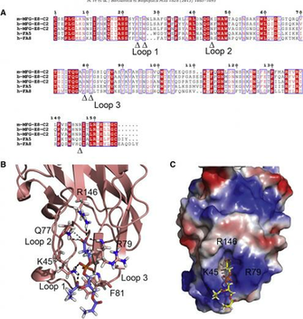 Figure From Nmr Solution Structure Of C2 Domain Mfg E8 And