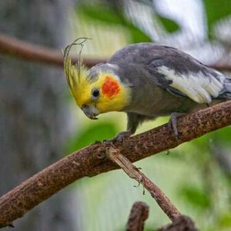 Cute Cockatiel Wallpaper Galleryhip The