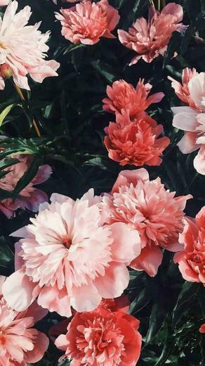Fundus Welcher Besten Rosa Blumen F R Jedes Ihren Sch Nen