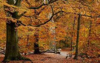 Scenery Landscape Desktop Forest Wallpaper